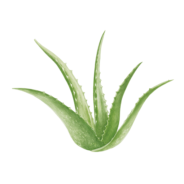 pure aloe vera from plant for face DR. SCHELLER ALOE VERA GEL