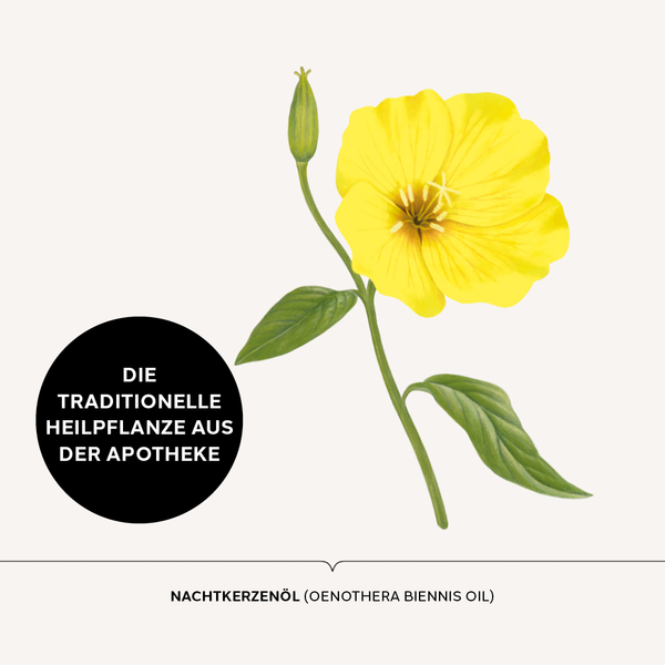 Botanische Abbildung der Nachtkerzen Heilpflanze von der Intensivcreme
